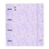 Safta Carpeta con 4 Anillas 35mm - Tapa de Plastico - Recambio 100 Hojas - Cierre Elastico - Ranura para Boligrafo - Solapa Interior - 270x40x320mm - Color Morado