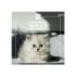 Finocam Gatitos Calendario de Pared - 16 Meses 26/27 - Mes Vista - 300x300mm - Papel de 170g/m2 - Imagenes Tematicas Surtidas -