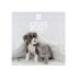 Finocam Perros y Gatos Calendario de Pared - 16 Meses 26/27 - Mes Vista - 300x300mm - Papel de 170g/m2 - Imagenes Tematicas Surt