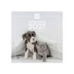 Finocam Perros y Gatos Calendario de Pared - 16 Meses 26/27 - Mes Vista - 300x300mm - Papel de 170g/m2 - Imagenes Tematicas Surt