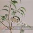 Brother TZeS211 Cinta Laminada Super Adhesiva Original de Etiquetas - Texto negro sobre fondo blanco - Ancho 6mm x 8 metros-5