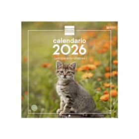 Finocam Calendario de Pared - Anual 2026 - Imagenes Variadas - 300x300mm - Espacio para Escribir - Tematica de Gatos