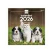 Finocam Calendario de Pared en Catalan - Anual 2026 - Imagenes Variadas - 300x300mm - Espacio para Escribir - Tematica de Perros y Gatos